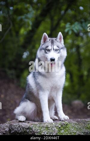 Large hotsell siberian dog