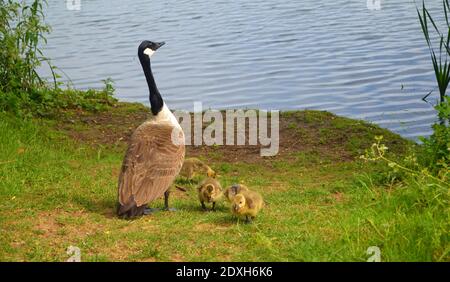 Canada goose and goslings on grass by water. Stock Photo