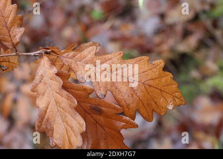 Brown oak leaves on a rainy autumn day. Stock Photo