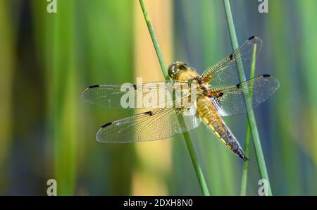 Four Spotted Libellula or four spotted chaser dragonfly perched on grass. Stock Photo