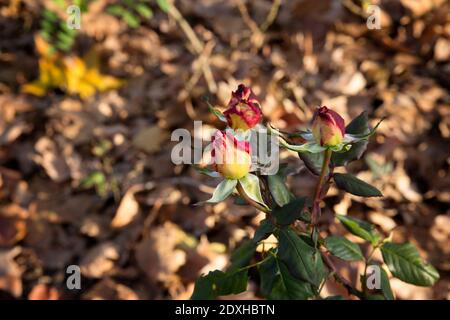 close up of rosebud on blurred brown background Stock Photo