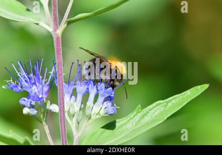 Honeybee  on Blue Caropteris Flower out of focus background. Stock Photo