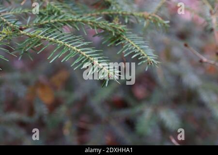 Fluffy green spruce branches in the forest. Stock Photo