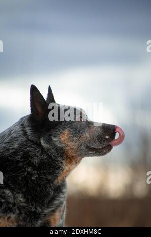 Tantalizing portrait of a gray with reddish white speckled large dog of the breed Australian Healer with his tongue hanging out against a beige-blue n Stock Photo