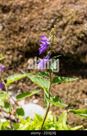 Creeping Bellflower, Knölklocka (Campanula rapunculoides) Stock Photo