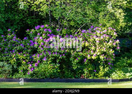 'Grandiflorum' Catawba Rhododendron, Catawba-rododendron (Rhododendron catawbiense) Stock Photo