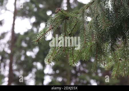 Fluffy green spruce branches in the forest. Stock Photo