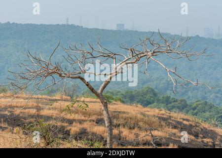 Dry grass and dead tree in autumn on the top of mountains with black rock land forms of Sanjay Gandhi National Park, Mumbai, India Stock Photo