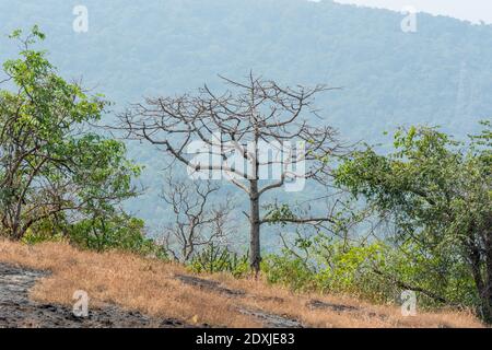 Dry grass and dead tree in autumn on the top of mountains with black rock land forms of Sanjay Gandhi National Park, Mumbai, India Stock Photo