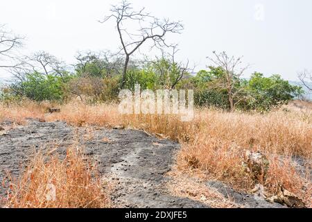 Dry grass and dead tree in autumn on the top of mountains with black rock land forms of Sanjay Gandhi National Park, Mumbai, India Stock Photo