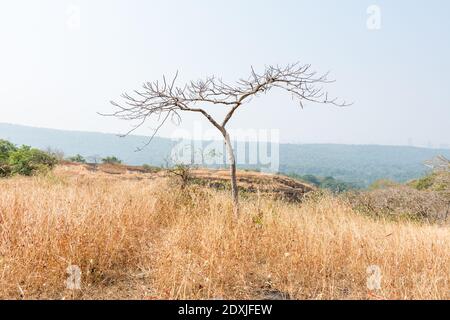 Dry grass and dead tree in autumn on the top of mountains with black rock land forms of Sanjay Gandhi National Park, Mumbai, India Stock Photo