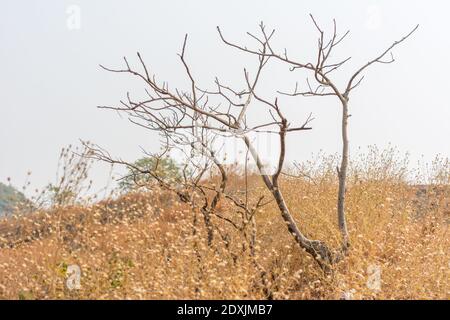 Dry grass and dead tree in autumn on the top of mountains with black rock land forms of Sanjay Gandhi National Park, Mumbai, India Stock Photo