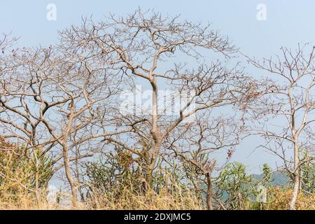 Dry grass and dead tree in autumn on the top of mountains with black rock land forms of Sanjay Gandhi National Park, Mumbai, India Stock Photo