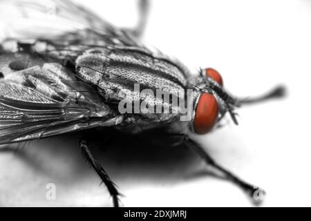 Macro Photography of Eye of Housefly Isolated on White Background Stock Photo