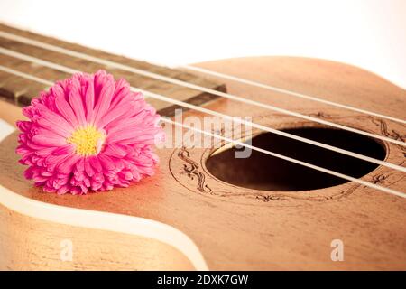 Brown guitar ukulele front view silouette close up dark background Stock Photo