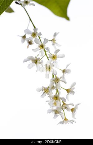 hackberry (prunus padus) isolated on white background Stock Photo