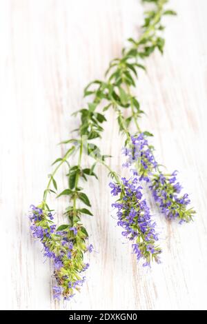 healing plants: Hyssop (Hyssopus officinalis) - lying on wood Stock Photo