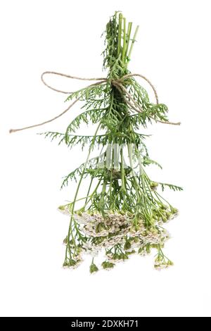 healing plants: Yarrow (Achillea millefolium) - for drying hanging bundles Stock Photo