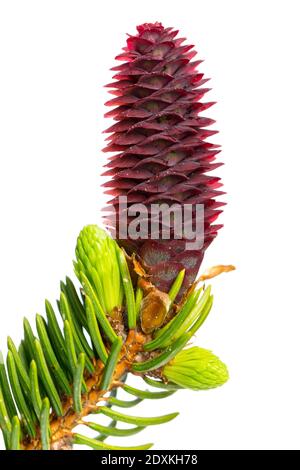 Spruce (Picea abies) blossom and young shoots Stock Photo