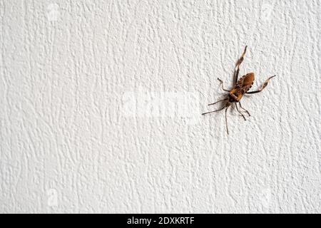 Bug crawling on rough wall Stock Photo