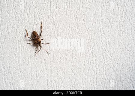 Bug crawling on rough wall Stock Photo