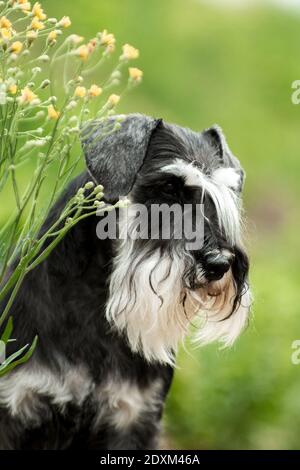 Portrait of attentive miniature schnauzer breed dog on a summer background near a yellow flower Stock Photo