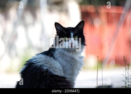 Black and white male stray cat, cat looking at the camera Stock Photo