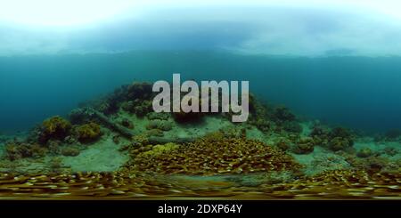 Tropical colourful underwater seas. Coral Garden with Underwater Vibrant Fish. Underwater tropical colourful soft-hard corals seascape. Philippines. 360 panorama VR Stock Photo