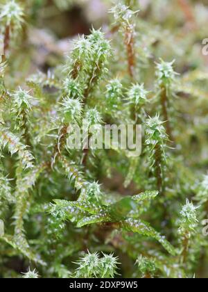 Rhytidiadelphus squarrosus, known as springy turf-moss and square goose neck moss Stock Photo