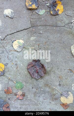 fallen leaves in autumn. Natural background. There is a place for text. High quality photo Stock Photo