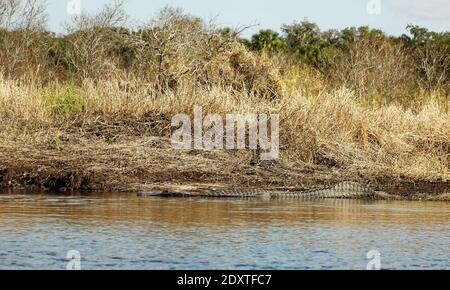 Alligator mississippiensis; American alligator; lying half in water, blending into surroundings, animal; nature; reptile; wildlife; Myakka River State Stock Photo