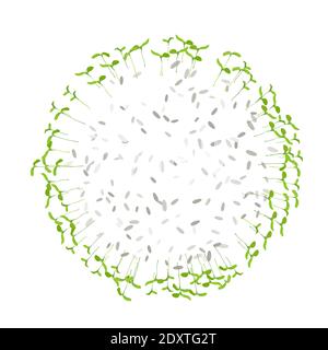 Round frame microgreen. Young leaves seedlings, seeds isolated on white. Raw sprouts, microgreens, healthy eating concept. Foliage nature plant for de Stock Vector