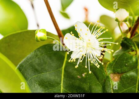 Pitanga flower in a pitanga tree (Eugenia uniflora). Florianopolis, Santa Catarina, Brazil. Stock Photo