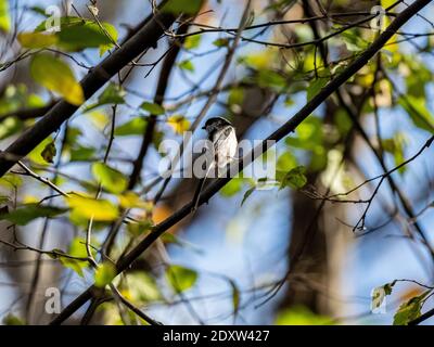A selective focus shot of a cute Long-tailed bushtit sitting on a tree branch Stock Photo