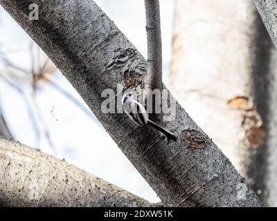 A selective focus shot of a cute Long-tailed bushtit sitting on a tree Stock Photo