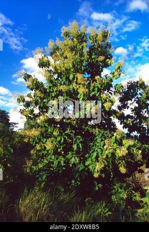Flowering Teak Tree, Tectona grandis Stock Photo