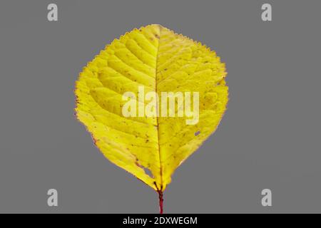 A yellow leaf on a gray background, the two colors chosen by fashion to represent the year 2021 Stock Photo