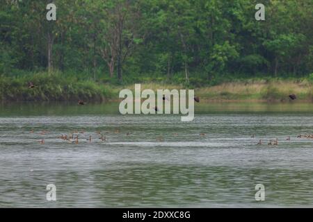 beautiful group of Lesser Whistling Duck flying and activity in raining on lake life and environment of rainforest nature background Stock Photo