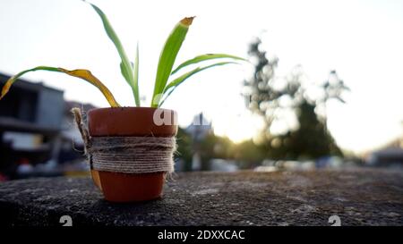 Plant pot, green trees in pot made from soil.Background is blurred and bokeh of light. Stock Photo