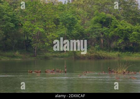 beautiful group of Lesser Whistling Duck flying and activity in raining on lake life and environment of rainforest nature background Stock Photo