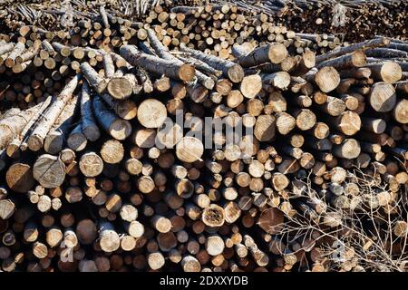 huge stacks of roundwood (pile of logs, fir) in the mixed forest area of Europe Stock Photo