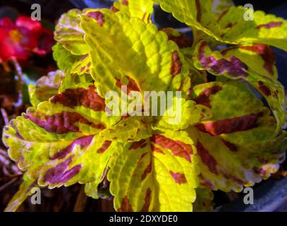 The pretty colorful leaves of this coleus plant in the sunshine is a pretty example of cheerfulness and happiness created in nature in southwest Misso Stock Photo