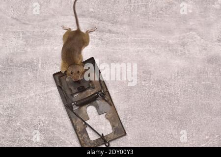 dead mouse in mousetrap on floor in house, top view Stock Photo