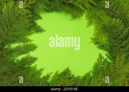 frame of thuja branches on a green background with place for greeting text and design Stock Photo