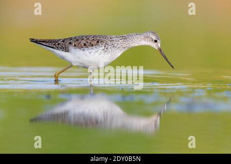 Marsh Sandpiper (Tringa stagnatilis), side view of an adult standing in the water, Campania, Italy Stock Photo