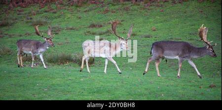 Three fallow deer stags with large antlers and different colour coats walk in procession at Knole Park National Trust property in Sevenoaks Kent UK Stock Photo