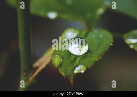 Close-up of Rainwater droplets on the leaf of the rose plant Stock Photo