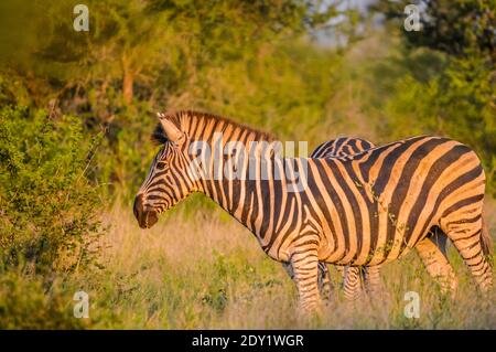 Full frame portrait of a cute Burchell's Zebra in a nature reserve grazing on green savannah under blue sky on a hot summer day Stock Photo