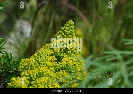 Close-up Of Yellow Flowering Plant On Field