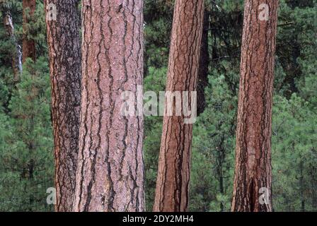 Ponderosa pine (Pinus ponderosa) on Swick Creek Old Growth Interpretive Trail, Malheur National Forest, Oregon Stock Photo